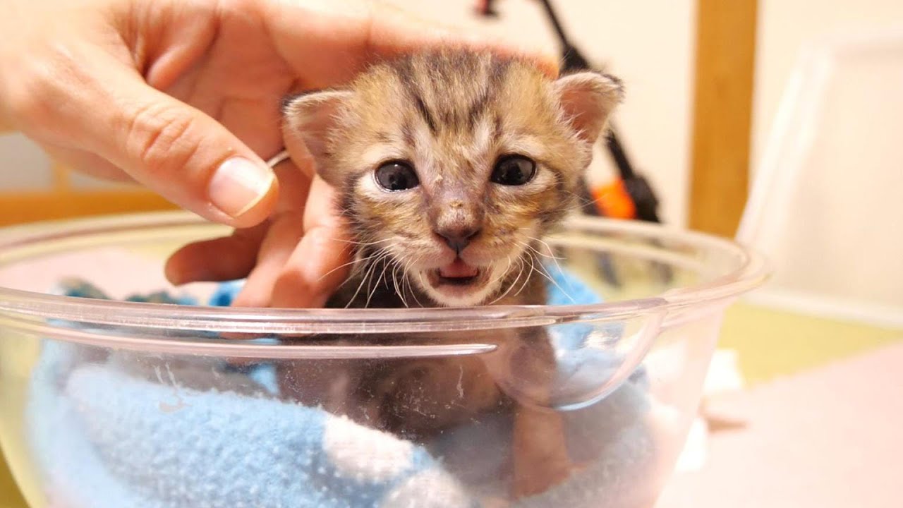 ミルクが遅いと子猫が、かわいい鳴き声で怒って来た。【赤ちゃん猫　保護猫】