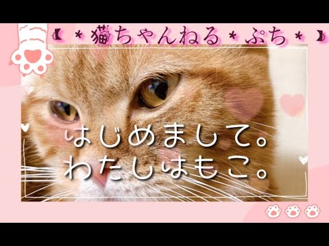 【＊猫ちゃんねる＊ぷち＊】♡はじめまして♡私はアメリカンカールのもこ♡