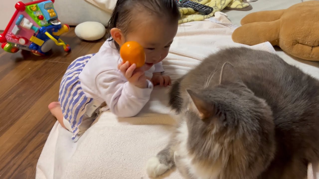 苦手なみかんを持って追いかけてくる二歳児から逃げる猫　ノルウェージャン　A cat running away from a child chasing after him with an orange