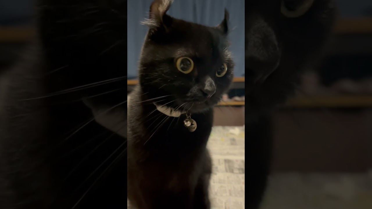 目をまん丸にしてキッチンにいる人間の動向を探る猫様…🐈‍⬛冬はお腹減るよね〜❤️‍🔥#shorts #cat #アメリカンカール #猫