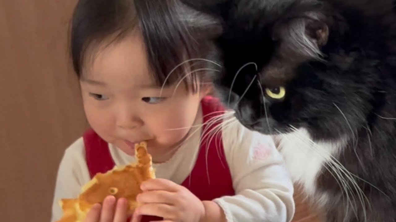 隙を見てパンケーキにかぶりつく猫　ラガマフィン　A cat takes a chance and bites into a pancake