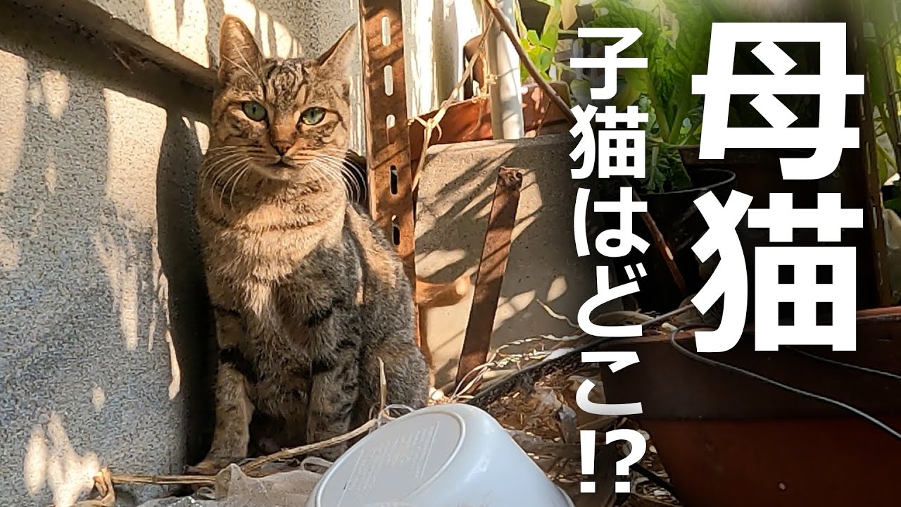 【子猫はどこ⁉】母猫が探し回った結果…
