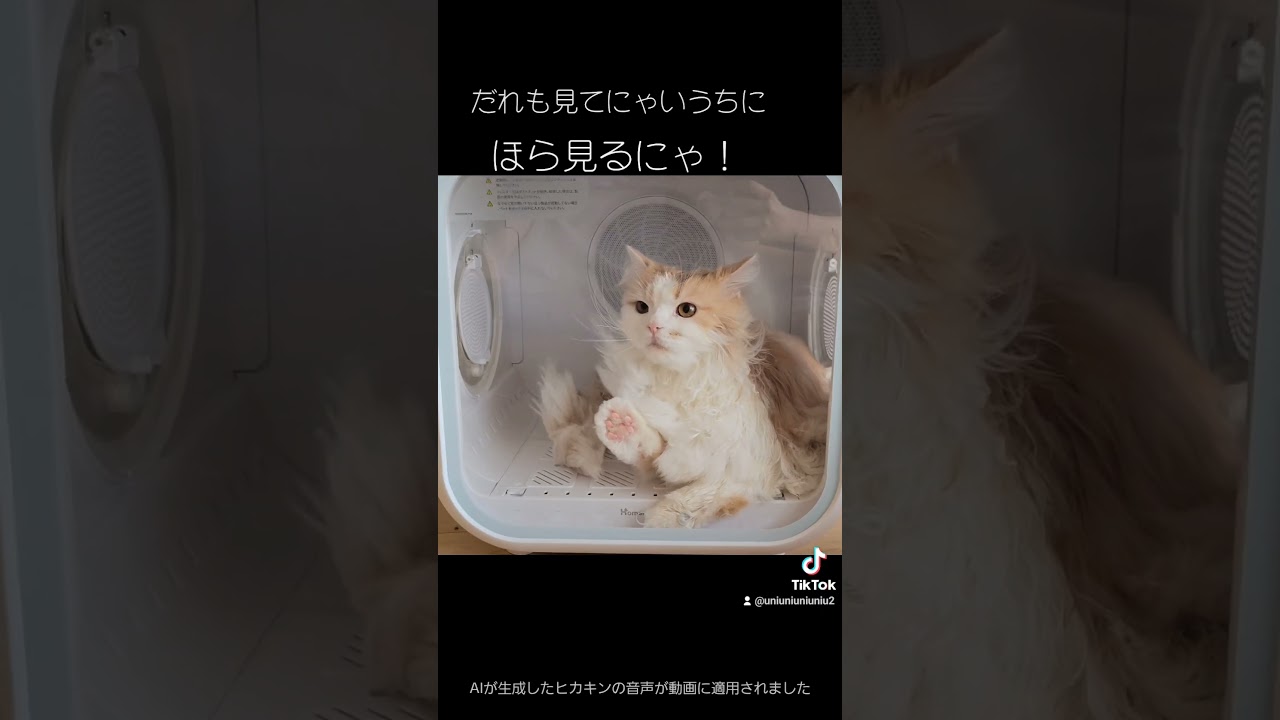 おやつと引き換えの闇取り引き #ラガマフィン #猫のいる暮らし #cat #shorts