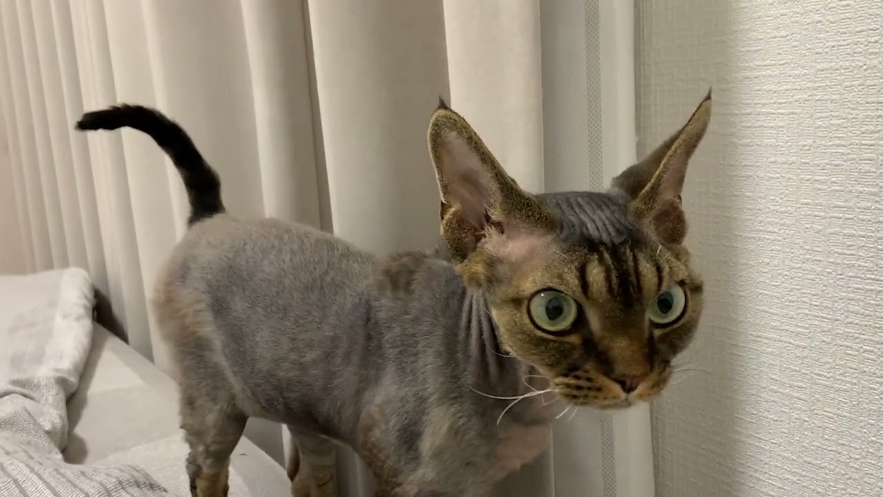 デボンレックス弟の夜のルーチン(A night routine of Devon Rex cat)