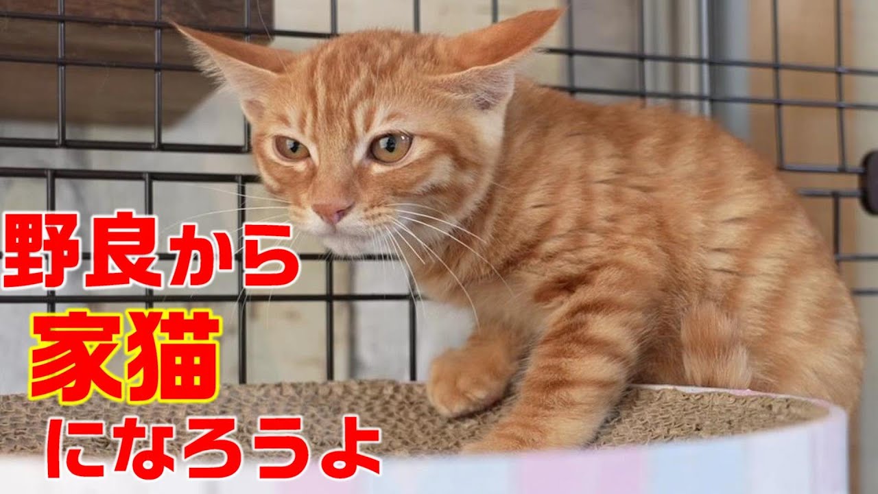 親猫を失って自分たちだけで何とか生きていた野良子猫の保護から五日目までの記録