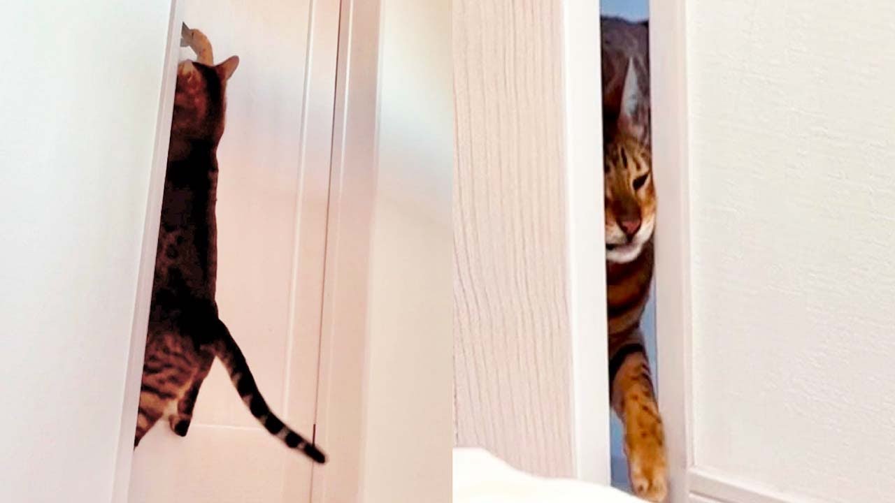 【衝撃】ドアをどうやって開けるのか ベンガル猫【ベンガル】