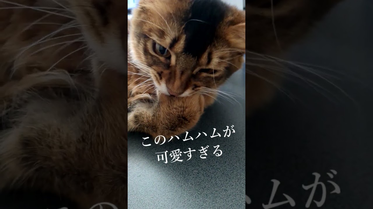 手をはむはむ🐱#mutual grooming #猫 #cat #고양이 #cat #ソマリ