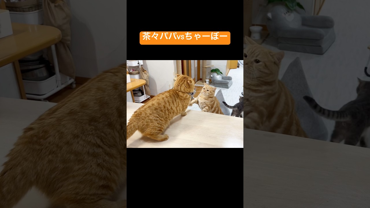 茶々パパvsちゃーぼー！ #猫 #マンチカン #shorts