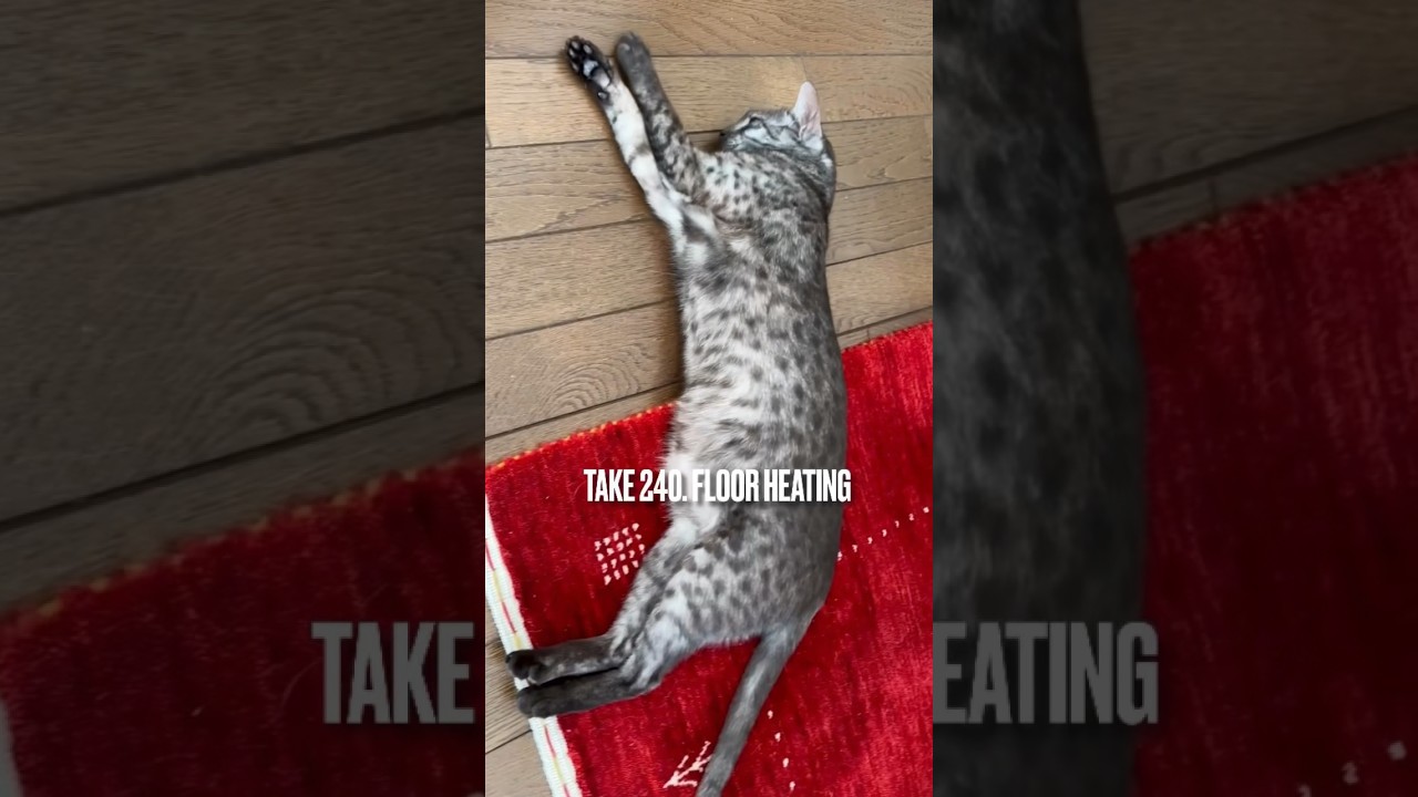 #床暖 #ぬくぬく #半身浴 #気持ちいい にゃ❗️#ぐだぐだねこ #エジプシャンマウ #東北の冬は長い #shorts