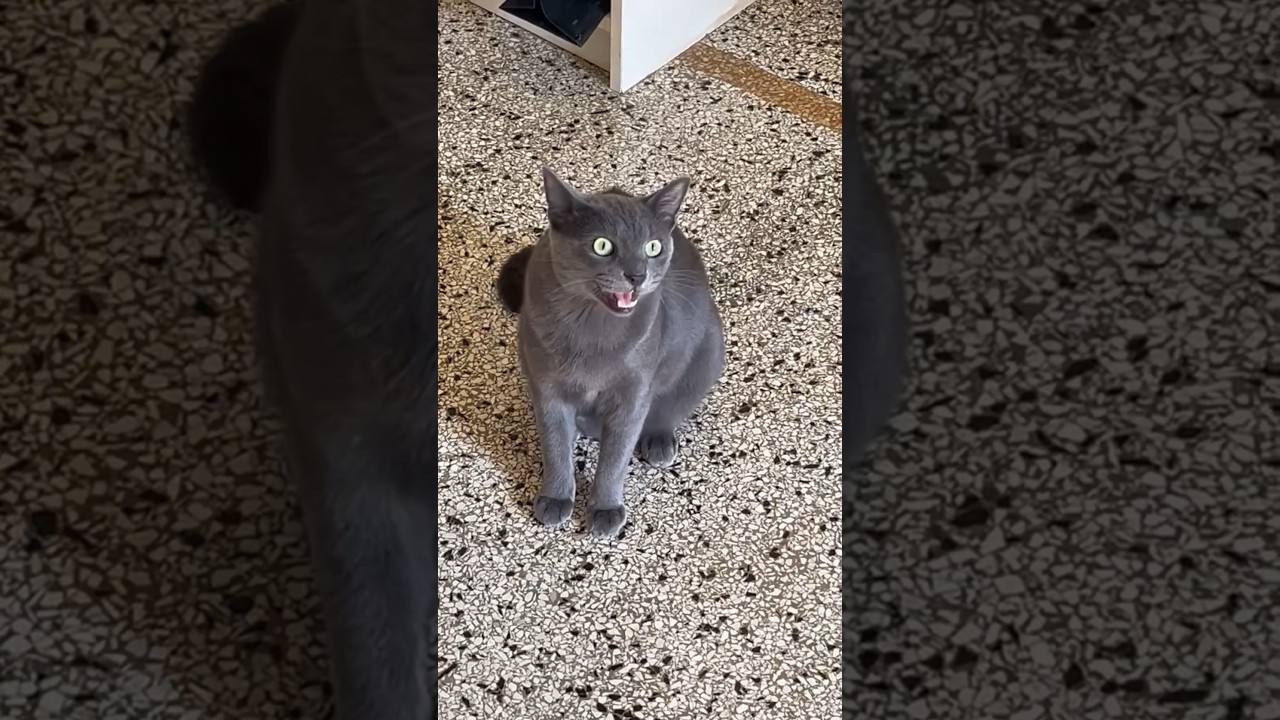 ekekekkekkek 🗣️ #chattycat