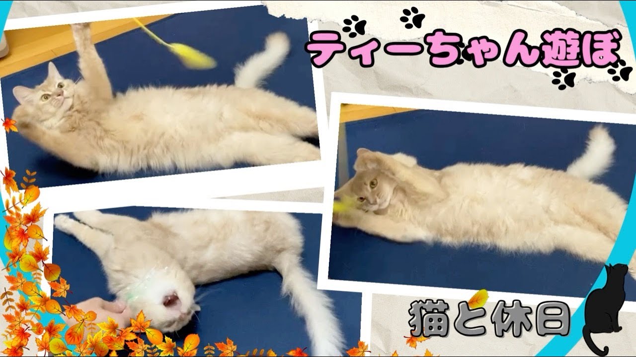 癖強な遊び方😸#猫#ソマリ#猫じゃらし