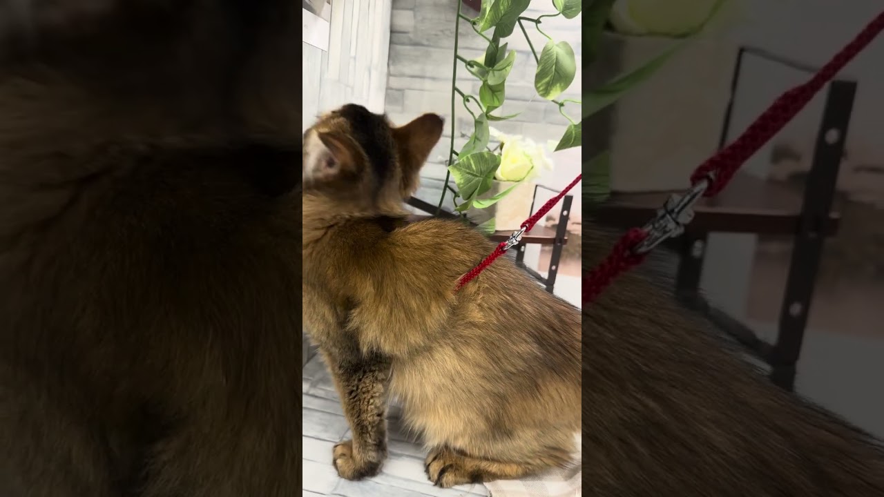 2023年7月30日生まれのソマリちゃんがやってきました♪