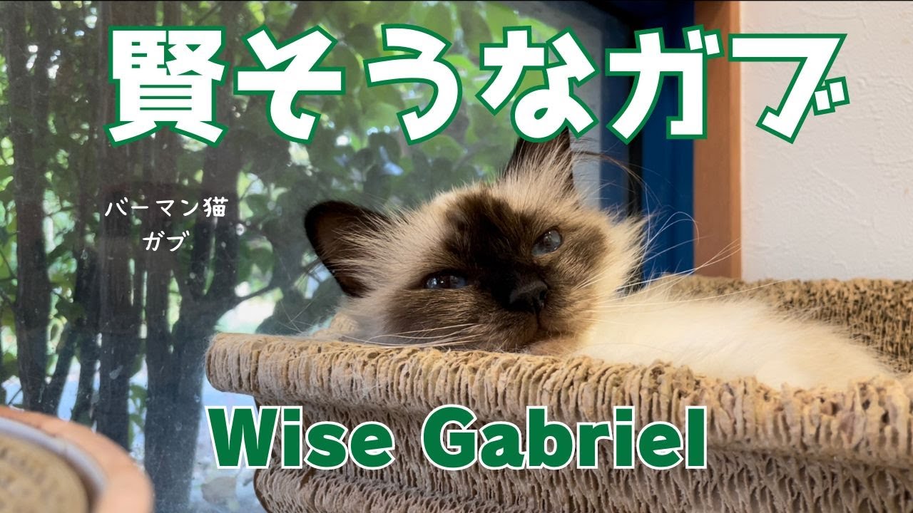 バーマン猫ガブ【賢そうなガブ】Wise Gabriel（バーマン猫）Birman/Cat