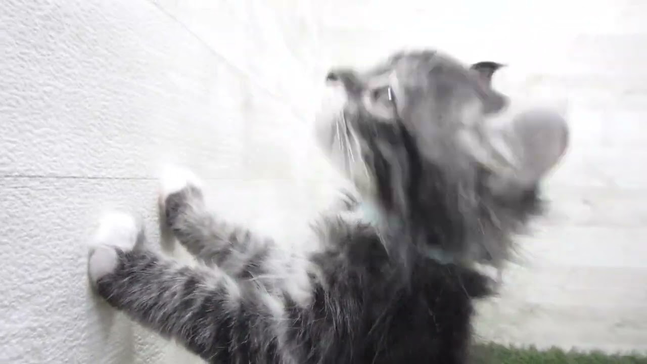 Coo&RIKU　No00657598 アメリカンカール