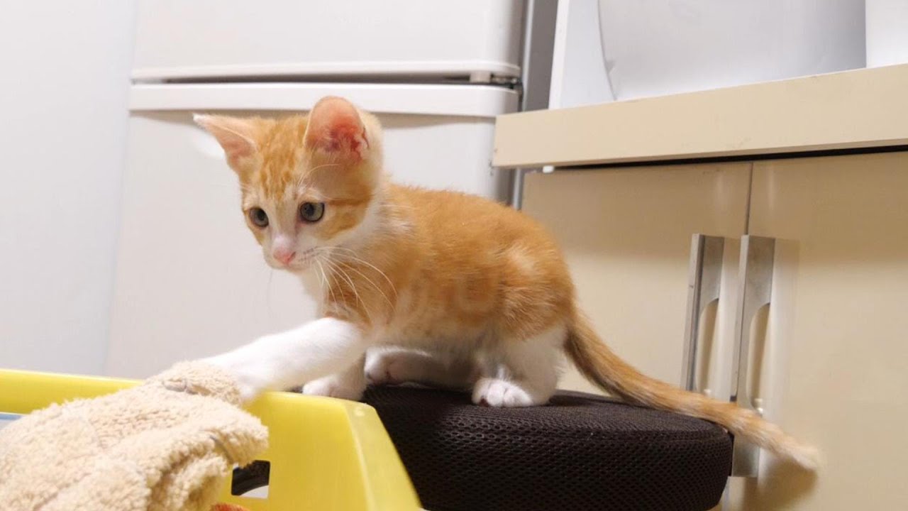 卒業の日、ママのお手伝いする子猫たち【赤ちゃん猫　保護猫】