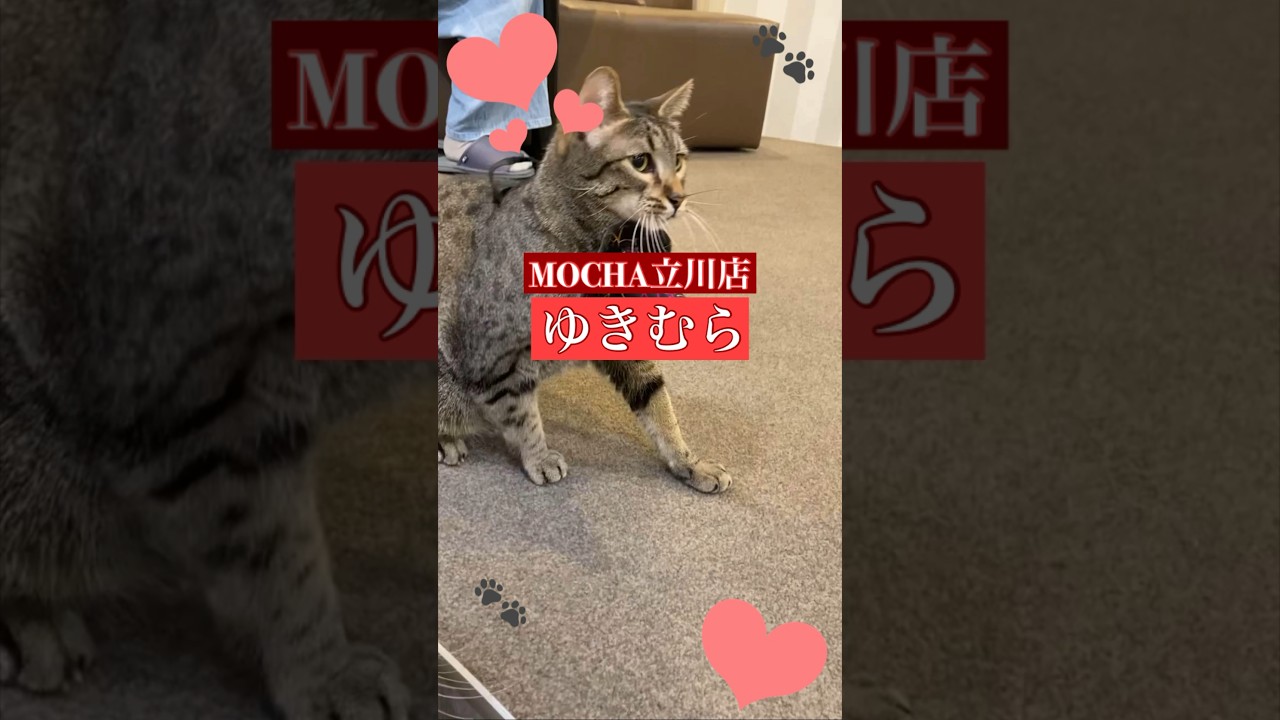 チョット猫カフェにゃんこ　🐱ゆきむら🐱　(エジプシャンマウ♂)　#猫カフェモカ立川店　2023/10/23撮影分　#cat　#豹柄猫