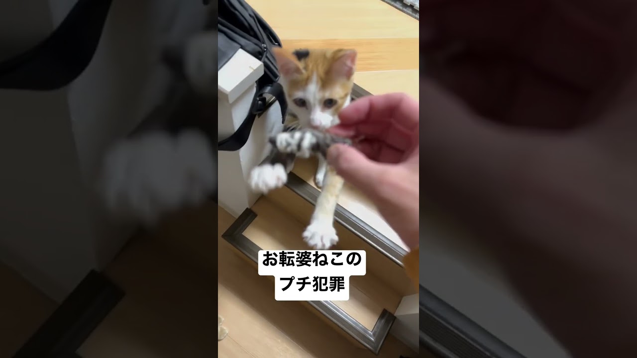 お転婆ねこのプチ犯罪記録 #保護猫 #茶トラ #三毛猫 #猫のいる暮らし