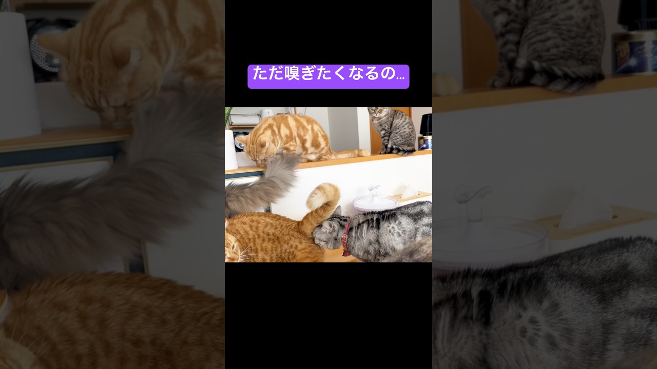 ただ嗅ぎたくなるの... #猫 #マンチカン #shorts