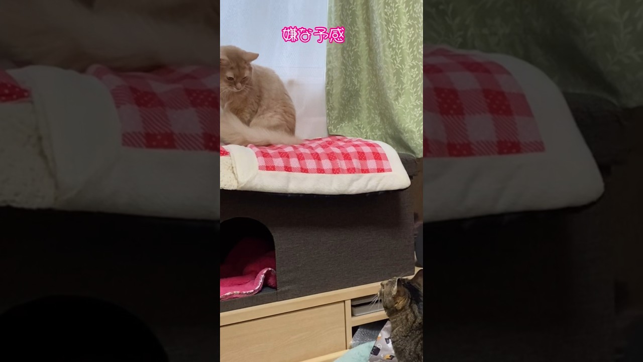 しつこい男！#shorts #猫#キジトラ#ソマリ