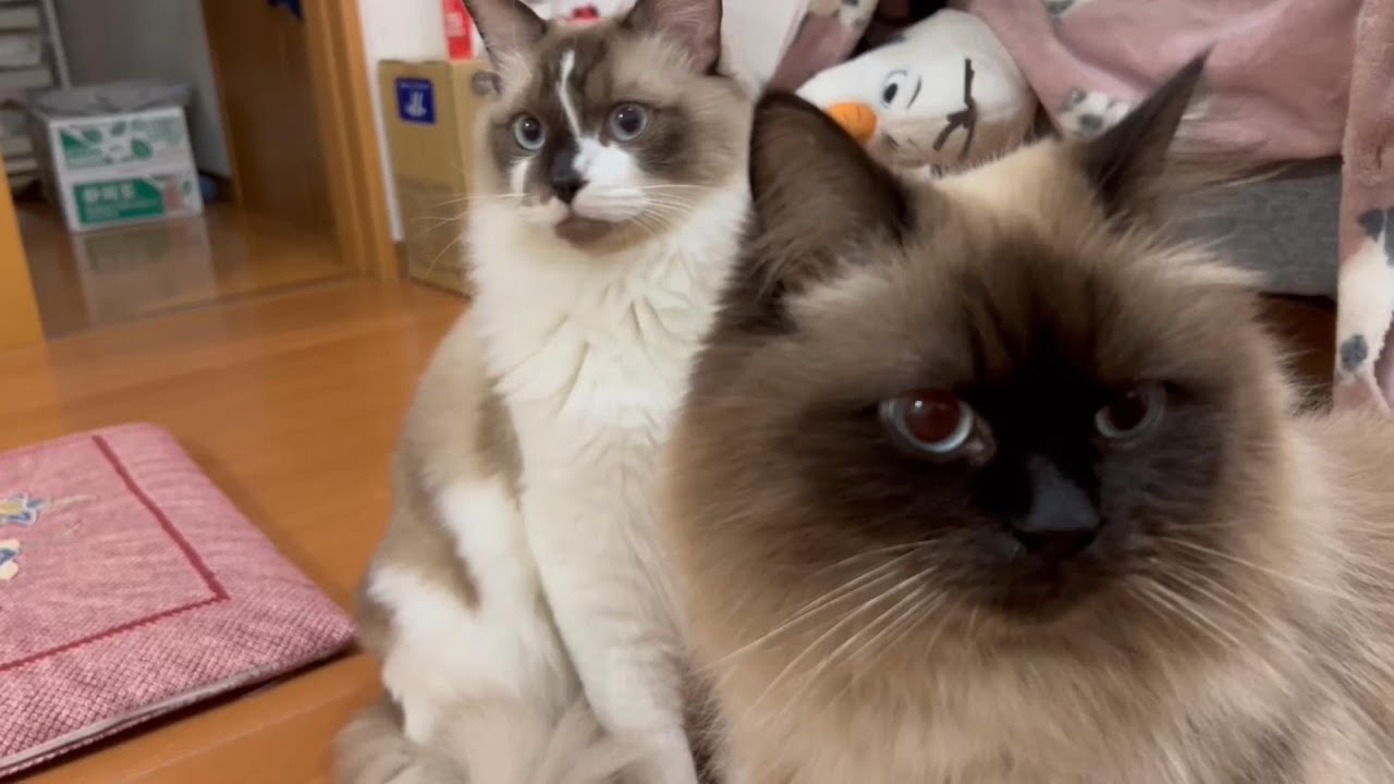【猫】【ヒマラヤン】番犬ならぬ番猫！！近所の人の帰宅ラッシュで外の音が気になるグランとらん丸です。#猫　#cat