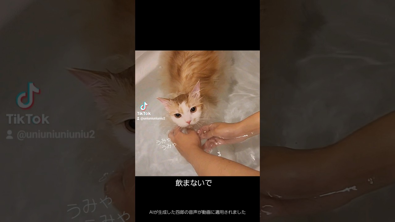 いい湯だにゃ #ラガマフィン #cat #猫風呂