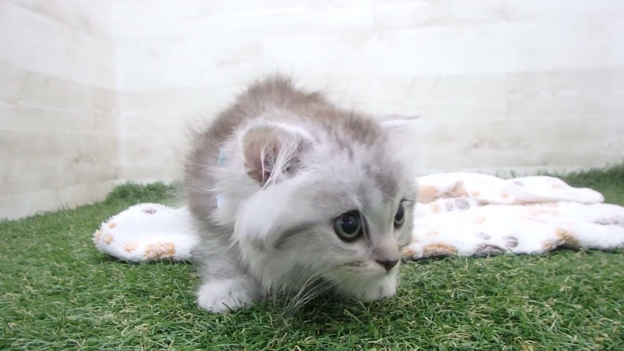 Coo&RIKU　No00657246 スコティッシュフォールド