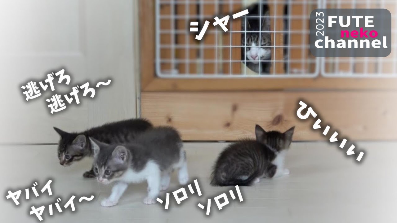 ソロ～リ、ソロリ逃げ出す子猫が可愛すぎました【保護子猫】