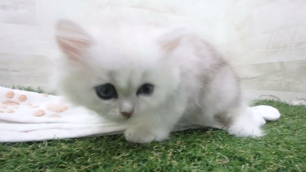 ペットショップcoo&riku No.00655477 ペルシャ