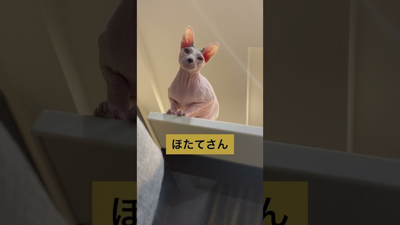 ほたて猫の日常　ごはんください【スフィンクス猫】 #cat #ほたてくん #ペット