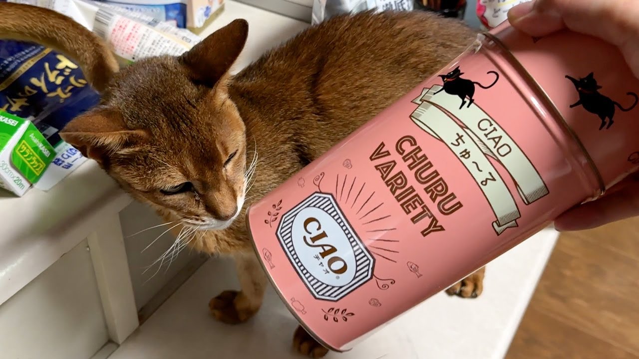 実家の猫達に超可愛いプレゼントを渡してみました