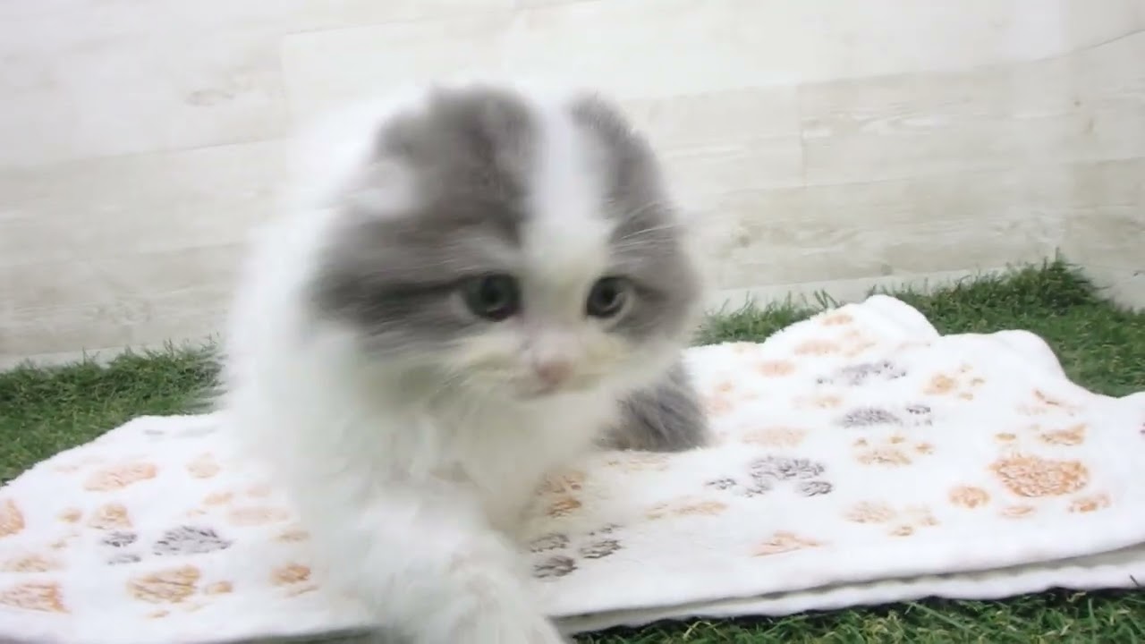 Coo&RIKU　No00657318 スコティッシュフォールド