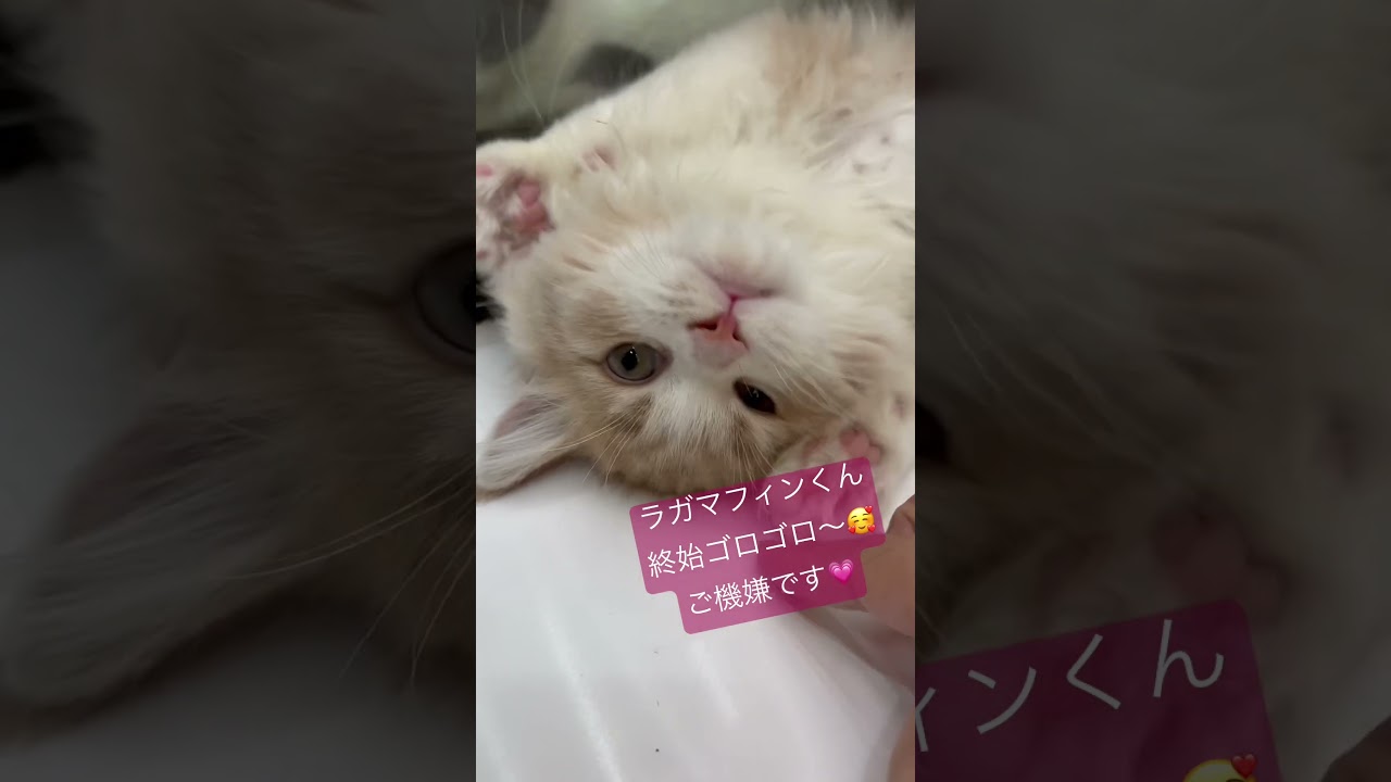 じゃれて甘えるラガマフィン