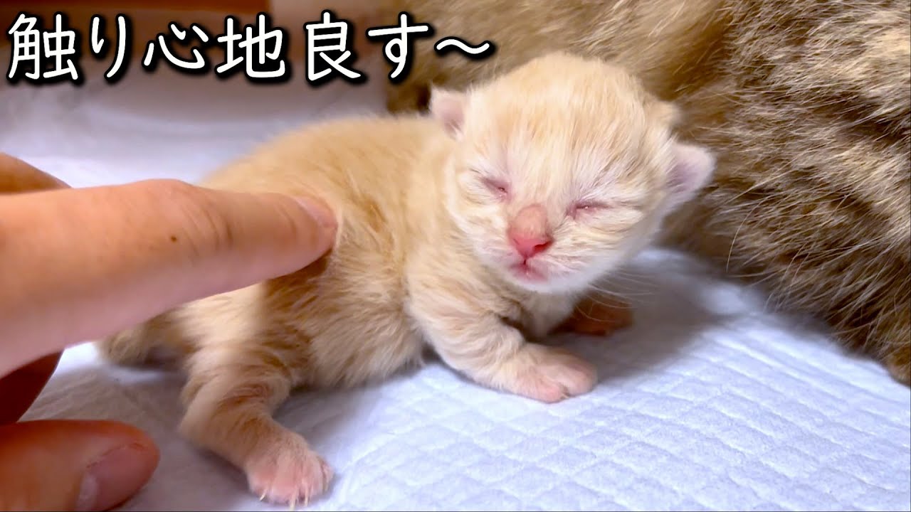 【マンチカンの子猫】子猫もママも触り心地良すです～な件 ∼猫のいる生活Vol.846~ 出産動画 マンチカン短足・ミヌエット・ペルシャ猫専門ブリーダー『ペット蔵人』【子猫の成長記録】