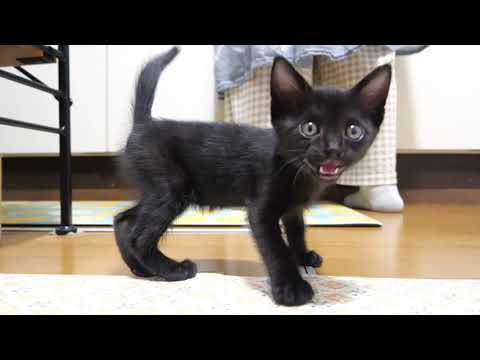 ひとりボッチで保護された子猫のキキちゃんご飯の匂いに大騒ぎ【赤ちゃん猫　保護猫】