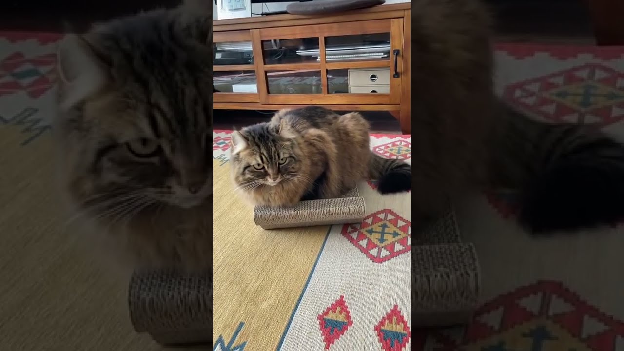 〜爪研ぎの上で落ち着くアメリカンカール〜