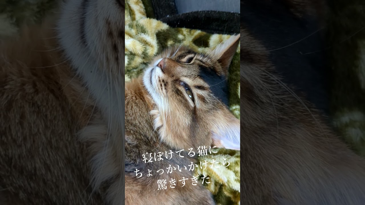 寝ぼけ猫🐱#猫 #cat #고양이 #cat #ソマリ