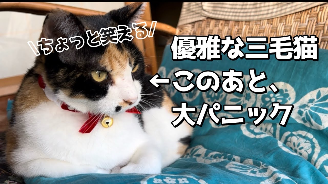 人間の策略に引っかって大パニックな三毛猫がコチラ。