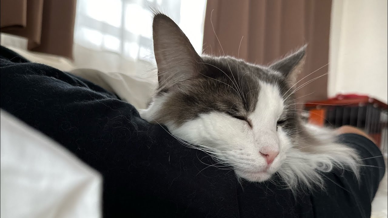 飼い主が一人になると甘えてくる猫【メインクーン】