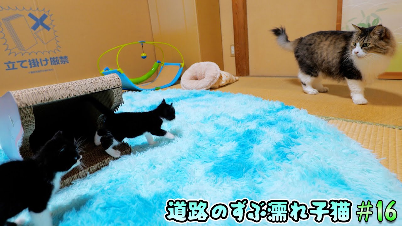 怖いもの知らずの子猫がボス猫目指してトコトコトコ‥【道路のずぶ濡れ子猫 #16】