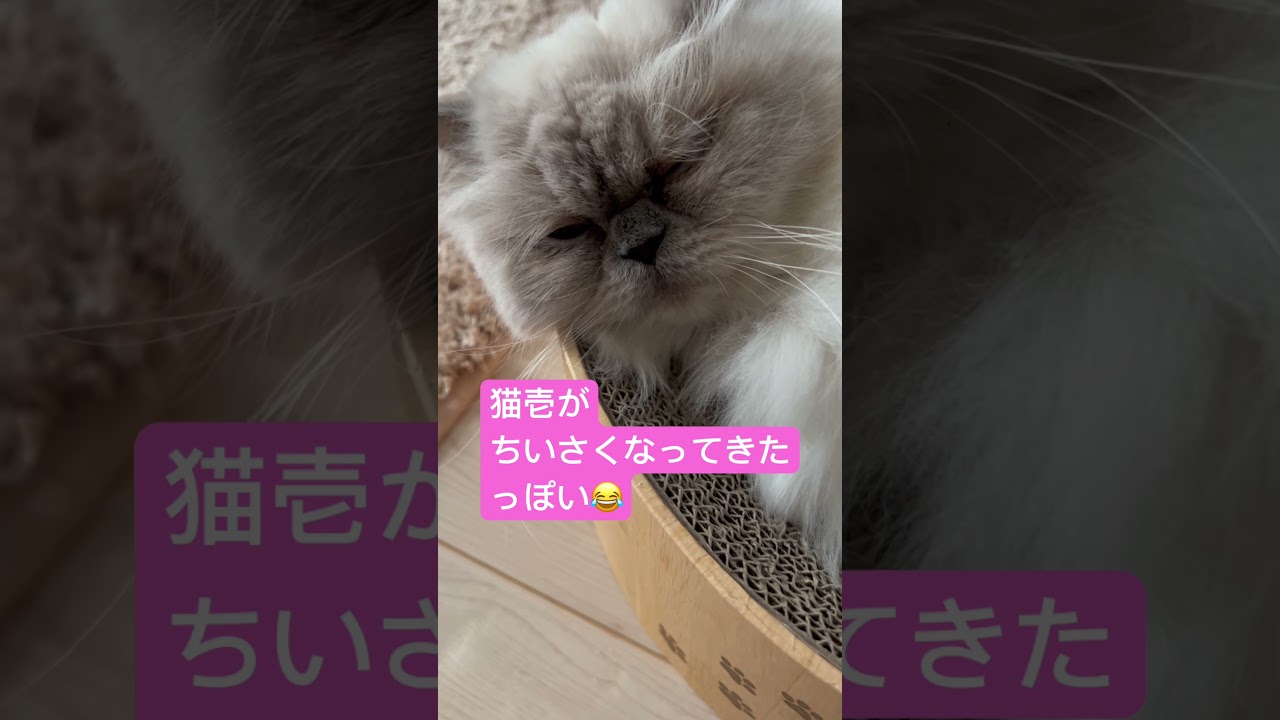うちのにゃんこマーベル🐈 #shorts #うちのにゃんこ #ヒマラヤン #cat #マーベル #かわいい
