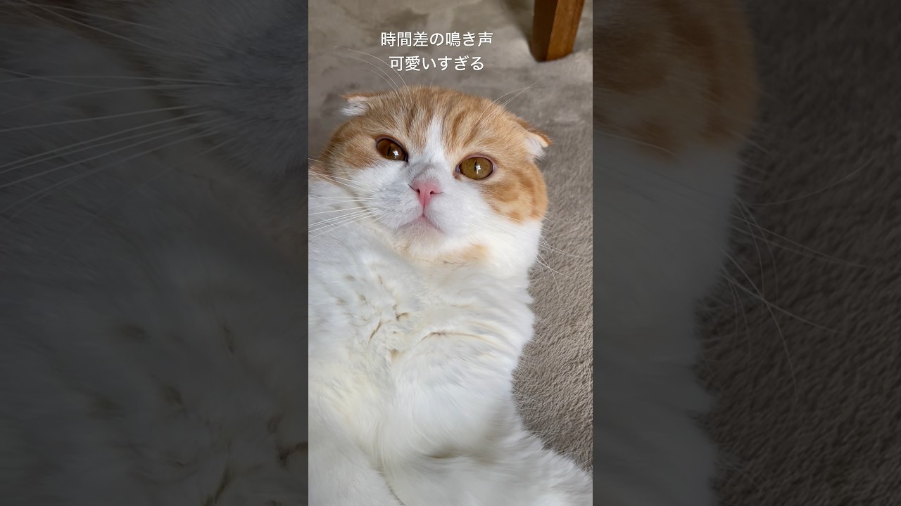 時間差の鳴き声が癒されすぎる❤️‍🔥 #cat #スコティッシュフォールド #ねこ #shorts