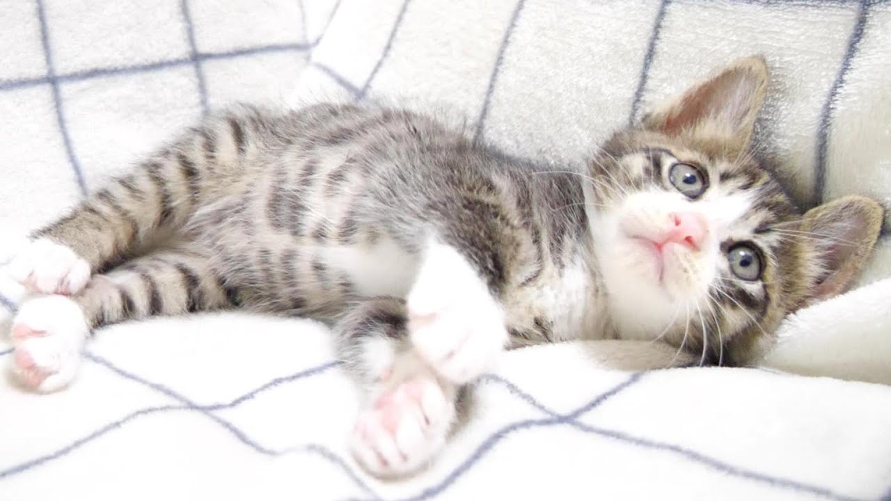 お友達に振られてしょんぼりしていた子猫でしたが最後は…【赤ちゃん猫　保護猫】
