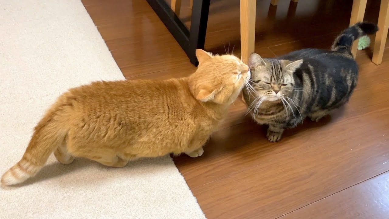 飼い主に甘えた後は絶対に兄猫にも甘えたい弟猫