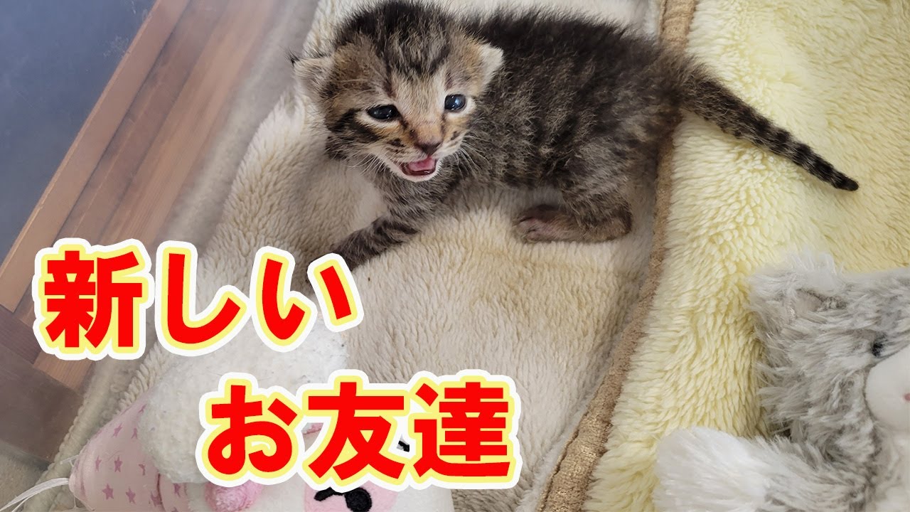 【保護猫】レスキューした子猫⑬体重も順調に増えてきました！歩き方も上手になってきました！