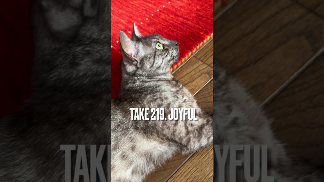 #秋晴れ 🍂#天気がいい から#ご機嫌 にゃ❗️#エジプシャンマウ #ねこのいる生活 #playingcat #猫動画 #遊ぶ猫 #今日も元気でありがとう#shorts