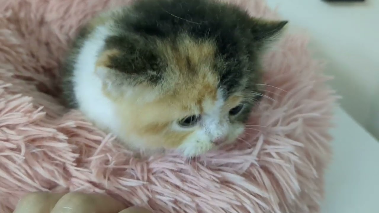 ミックス 絶対可愛い！上品で明るいロングヘアーの女のコになります♡スコちゃんハーフ