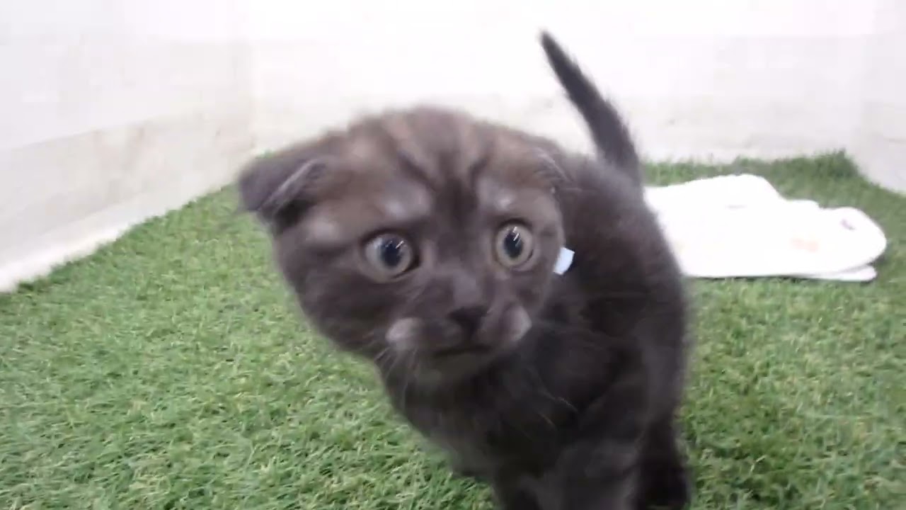 Coo&RIKU　No00657516 スコティッシュフォールド