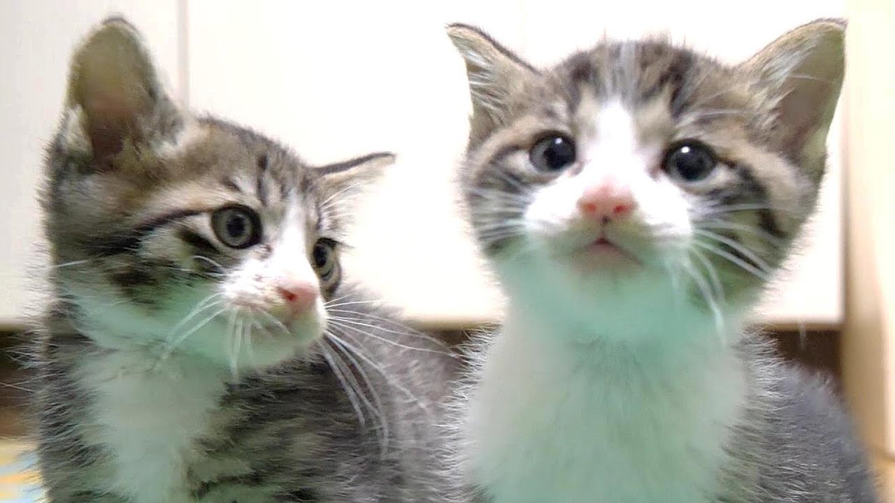 大好きなお魚の匂いにたまらなくなって鳴いちゃう子猫達【赤ちゃん猫　保護猫】