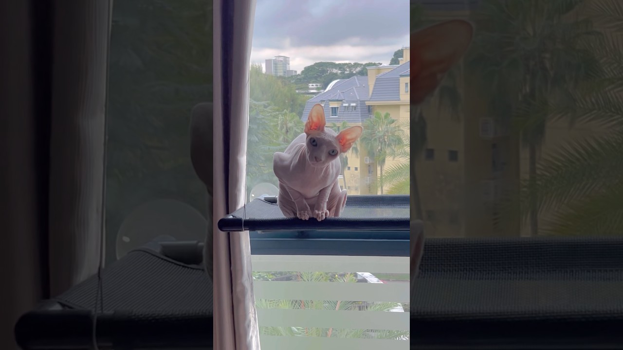 ロープレのセーブポイントに居そうな不思議な生き物【スフィンクス猫】