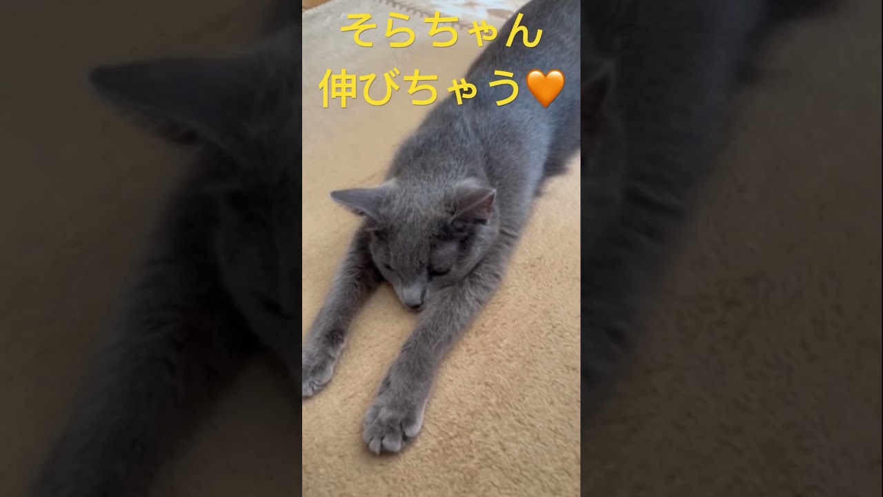 そらちゃん伸びちゃう🧡（ロシアンブルー）#shorts